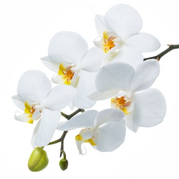 Стол обеденный Танго белый/Орхидея в Игарке - igarka.mebel54.com | фото